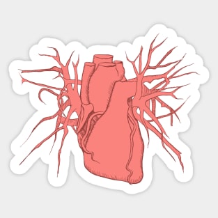 Pink Anatomic Heart Sticker